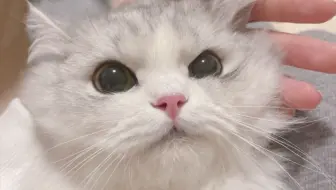 柏欣妤前一秒：丢丢不怎么爱说话，后一秒：丢丢好凶哦