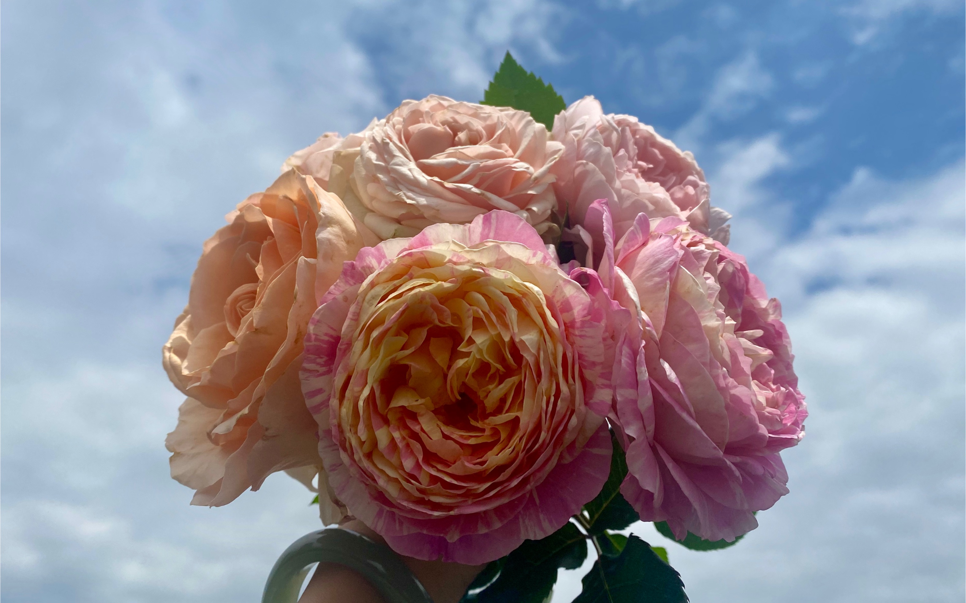 孤舟幽梦月季切花合集第一弹加百列莫奈彗星王真宙