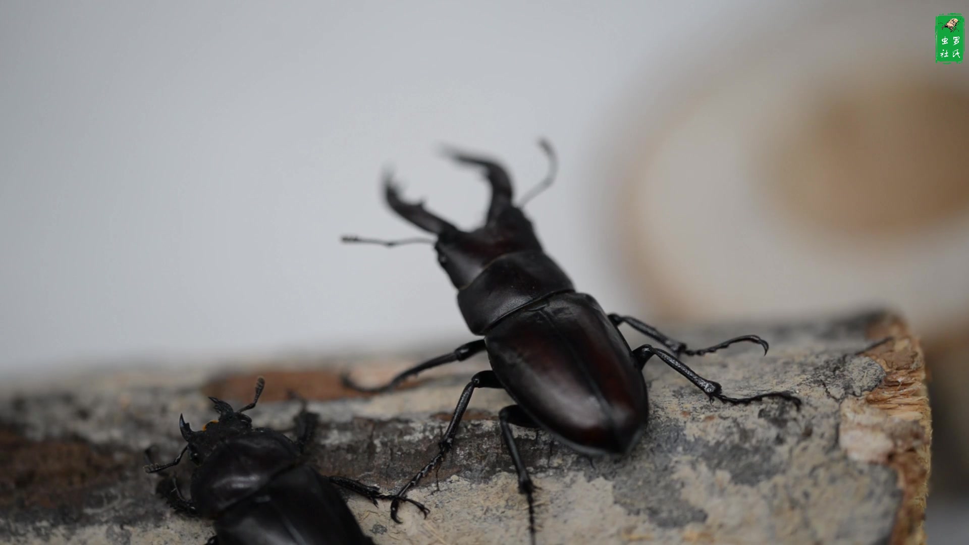 罗氏虫社认锹识兜系列第一期高砂锯锹形虫