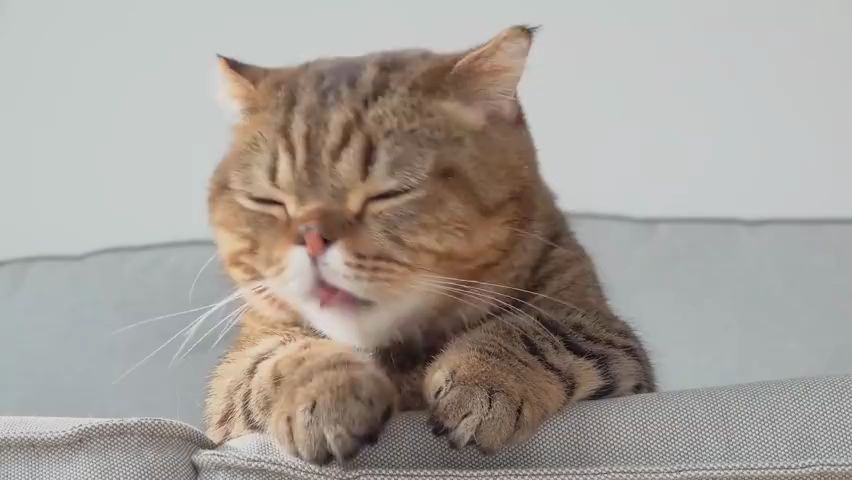 猫咪lulu欢乐日常剪辑表情呆呆的萌小胖