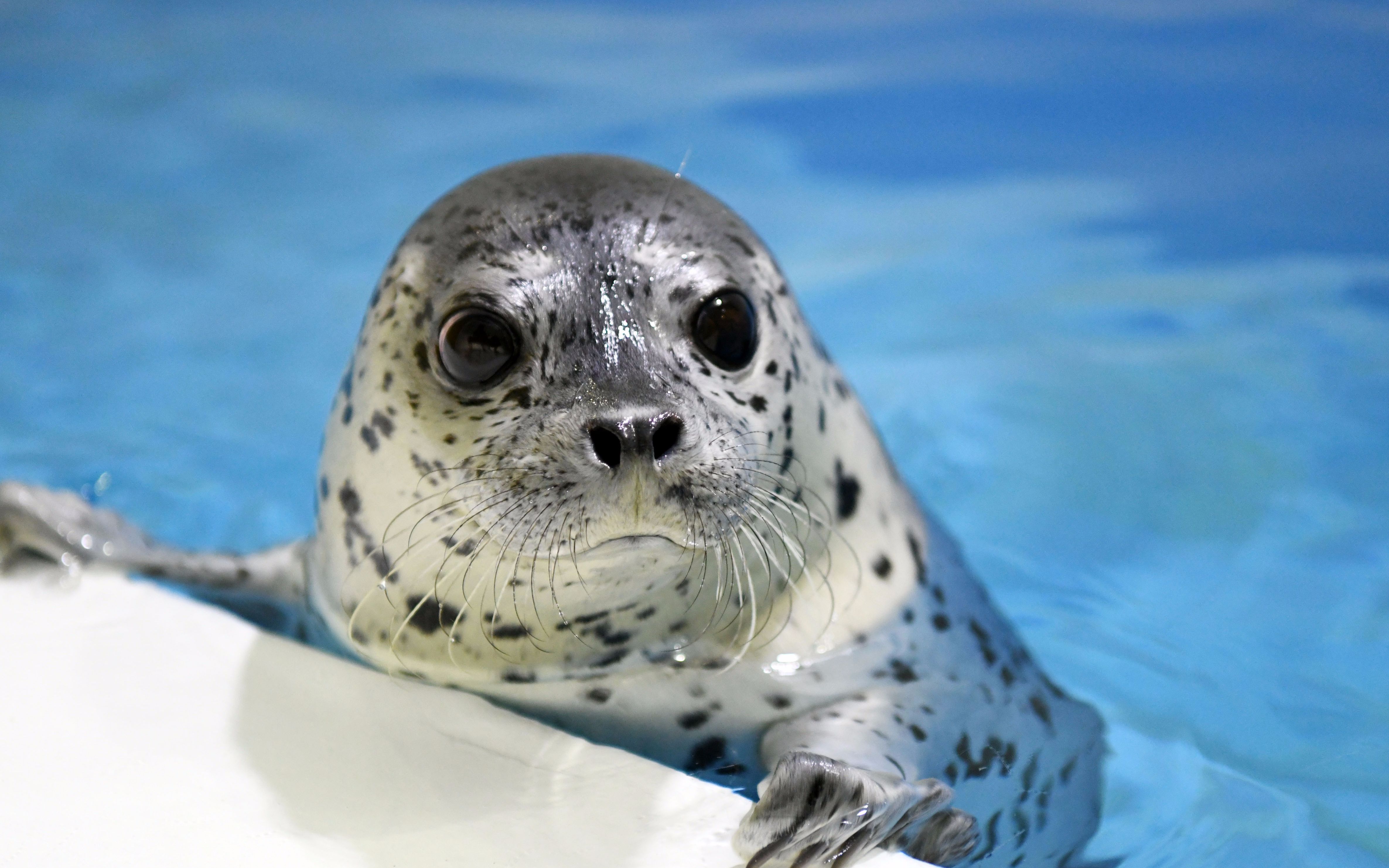 小可爱大海豹_哔哩哔哩 (゜-゜)つロ 干杯~-bilibili