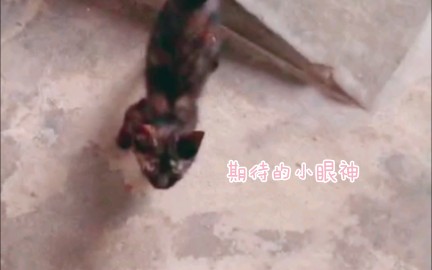 [图]【流浪猫】弃猫效应？一路跟着走 小可怜的叫声太软萌了吧～