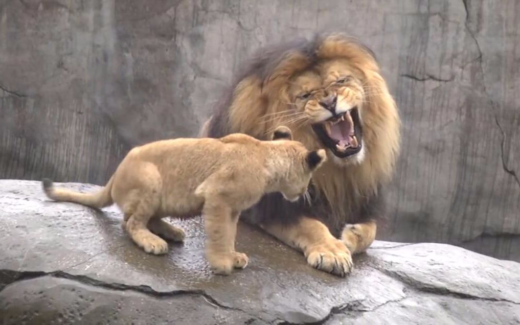 小狮子想抱抱雄狮爸爸可雄狮一脸不愿意