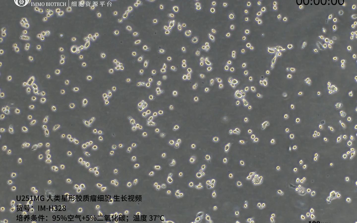 逸漠生物U251MG细胞生长视频哔哩哔哩bilibili