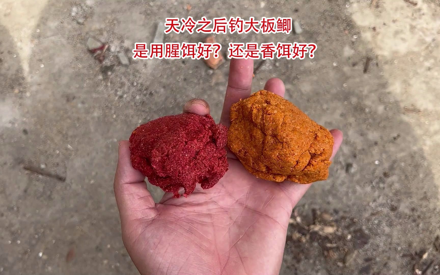 天冷之后钓大板鲫是用腥饵好?还是香饵好?水下测试告诉你答案哔哩哔哩bilibili