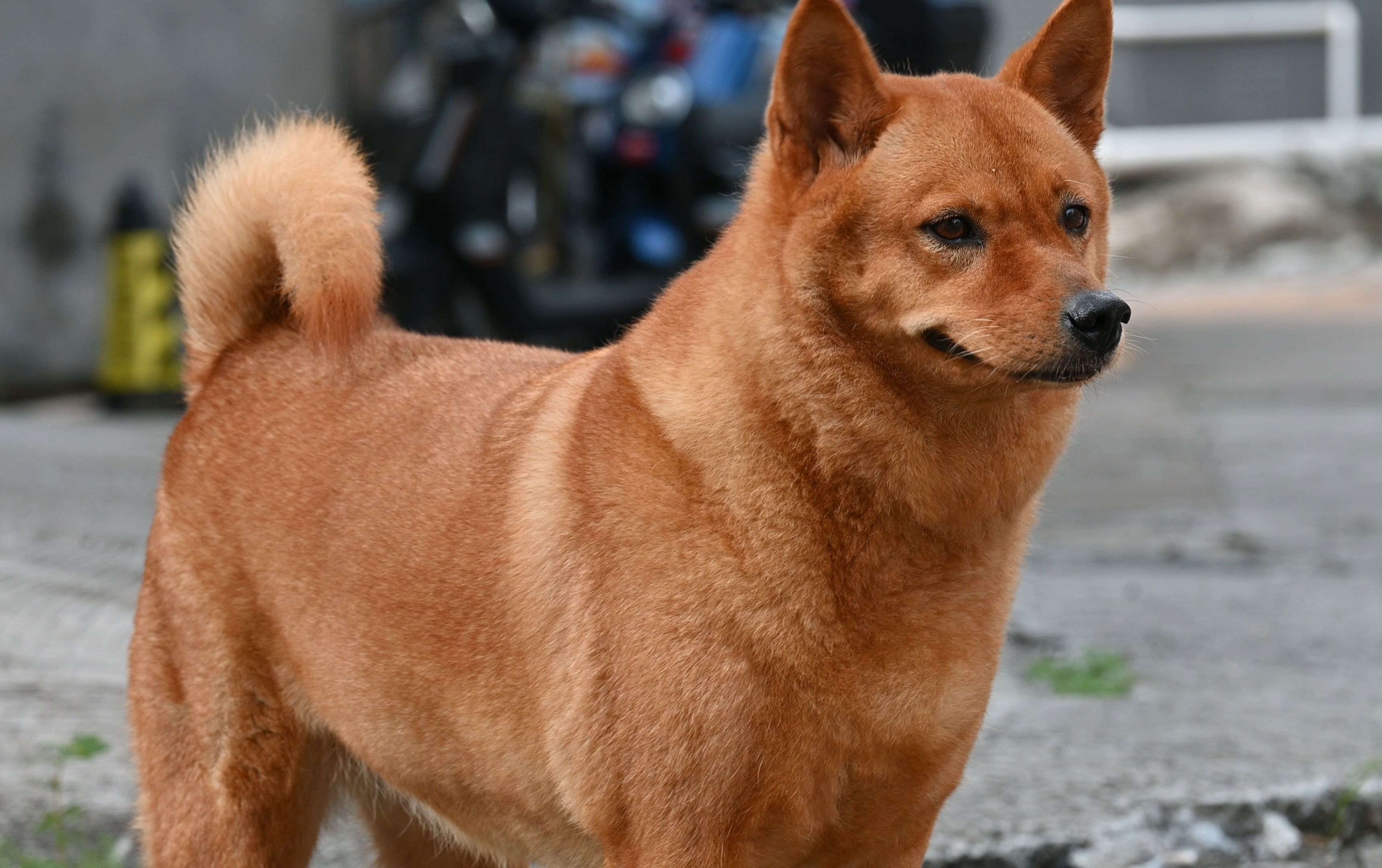 田园犬图片大全大图图片