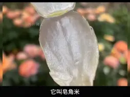 Tải video: 在大部分人印象中皂荚只是清洁材料，没想到它种子里藏着一种米，叫皂角米