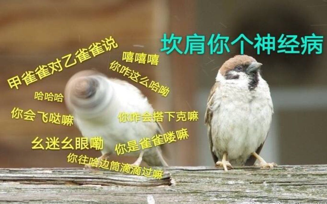 沙海坎肩x罗雀轮到坎肩给你洗脑了