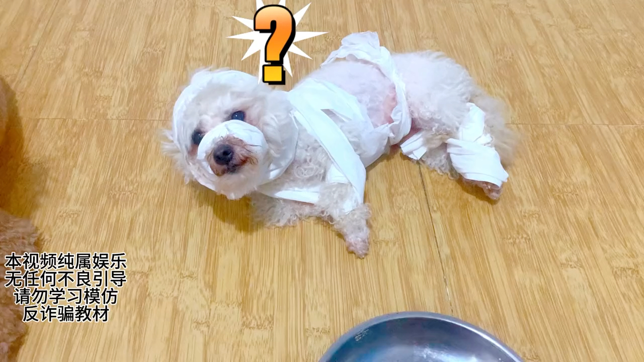 教狗子98扮残疾 乞讨要饭,本视频纯属搞笑 请理性观看,请勿模仿#狗
