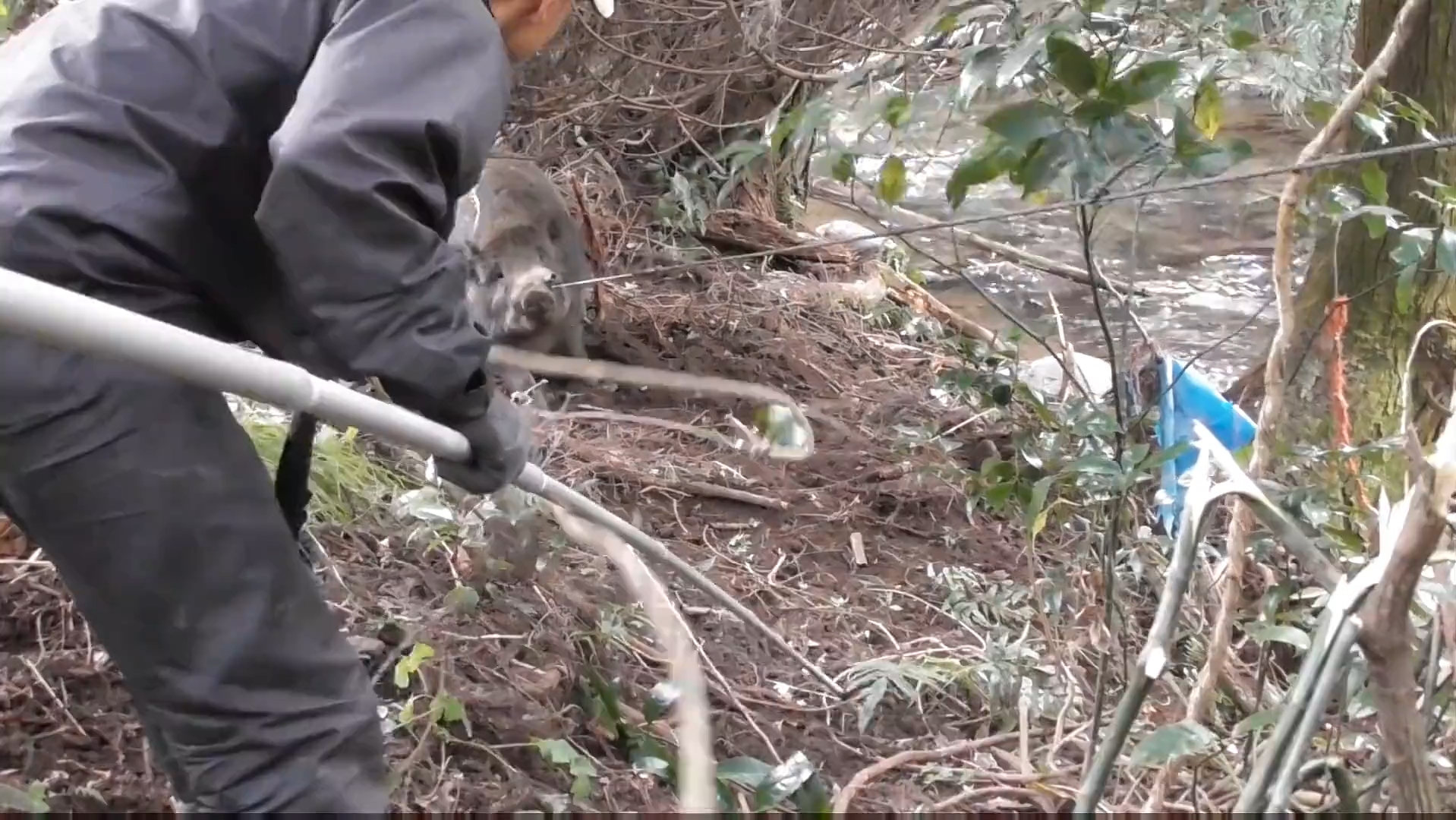 [图]三百斤重的野猪被法克油用勾股定理收拾了。