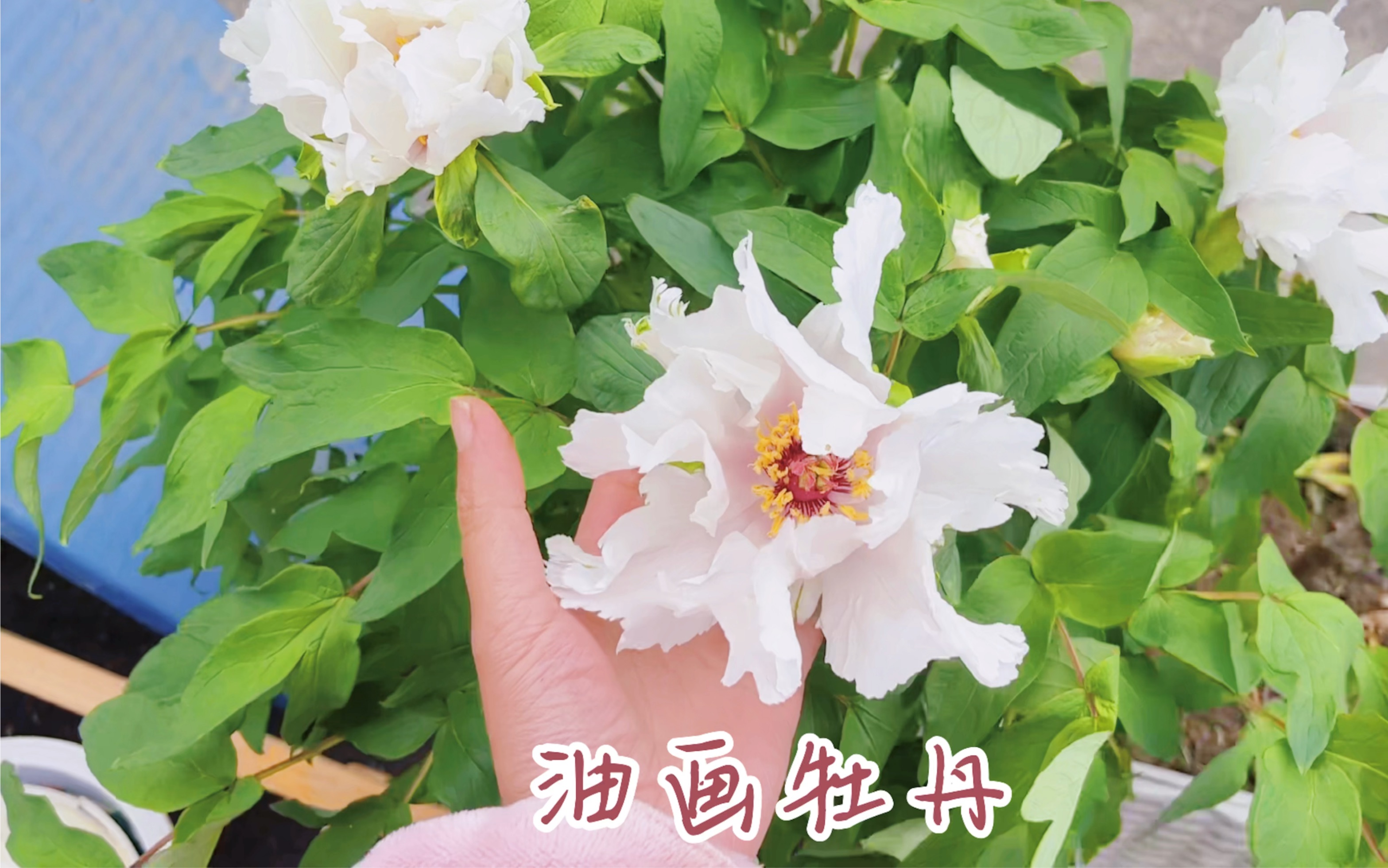 今日花卉推荐油画牡丹哔哩哔哩bilibili