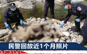 陕西一大熊猫河道内死亡，内脏腐烂皮毛脱落，背部还有啃食痕迹