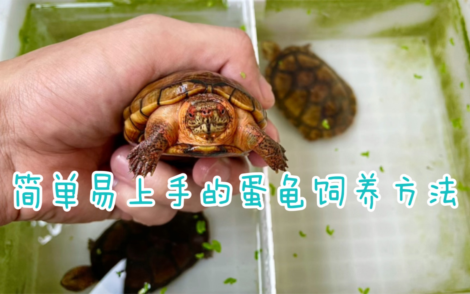 活动作品多年老饲养员两分钟讲解如何快速上手养蛋龟小白必看