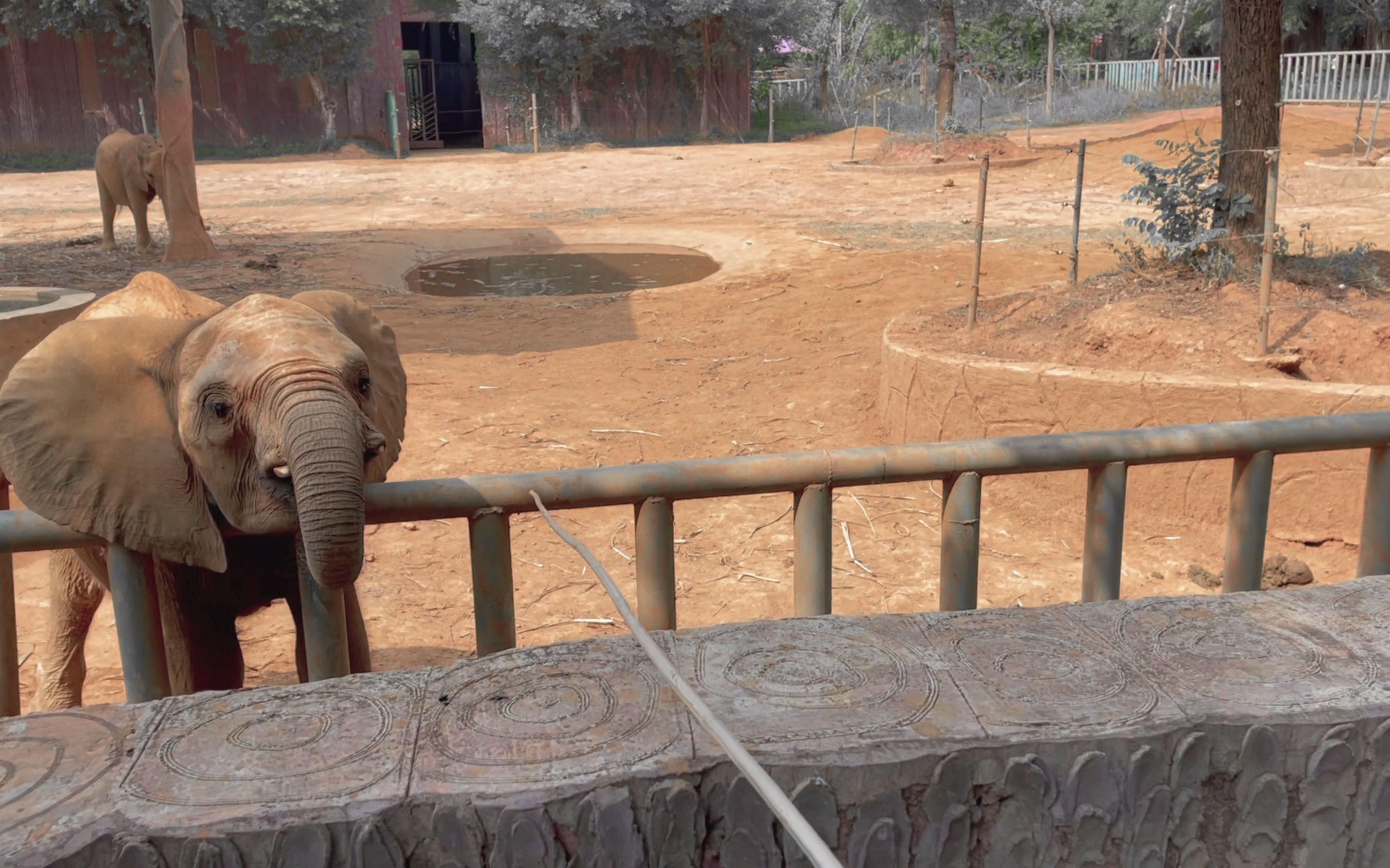 广西平南雄森动物园游记-komodo拍摄