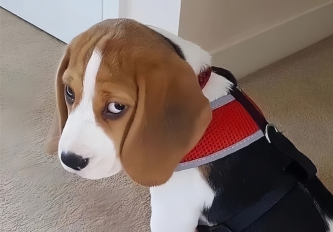 你好,请不要养比格犬!