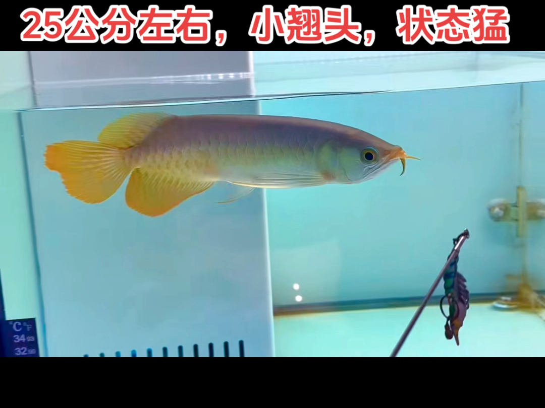 圣塔伦大湖原生态小红龙,25公分左右,小翘头,状态猛,巨大后尾,享受养