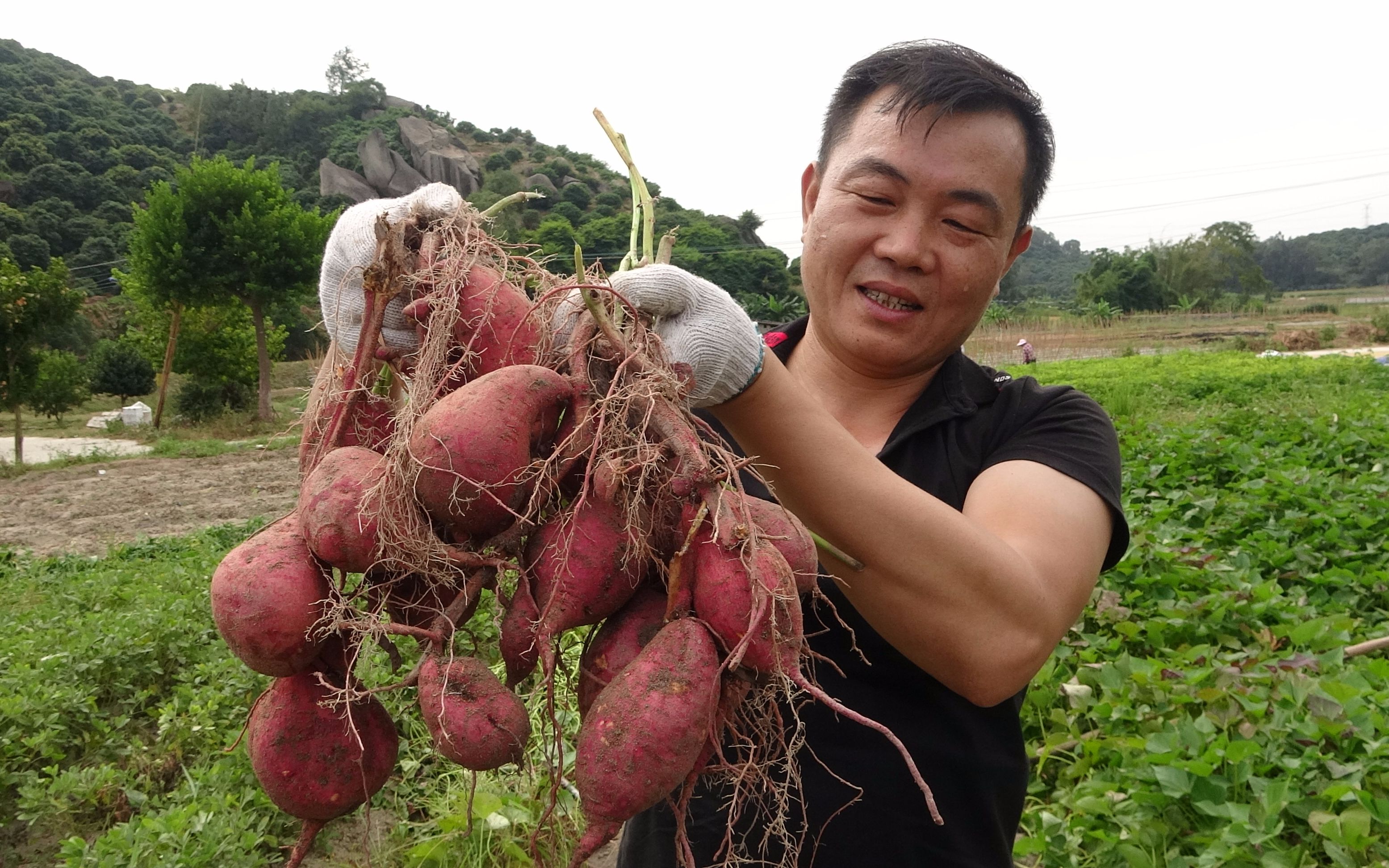老林好久没吃过红薯了,今天到田里挖了三十斤回家蒸着吃,好解馋_哔哩
