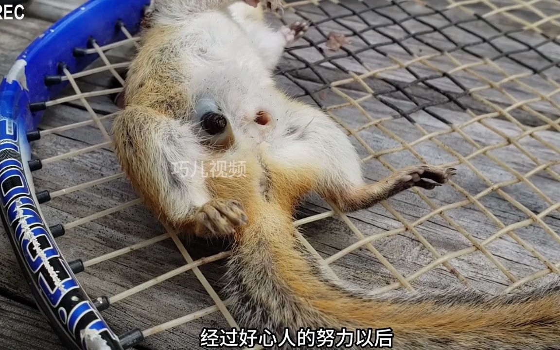 松鼠和小猫咪身上都寄生了马蝇幼虫,拔出来那一刻真解压