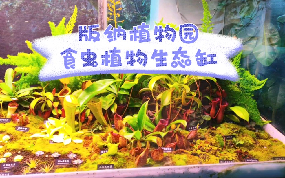 在西双版纳去哪里看食虫植物?哔哩哔哩bilibili