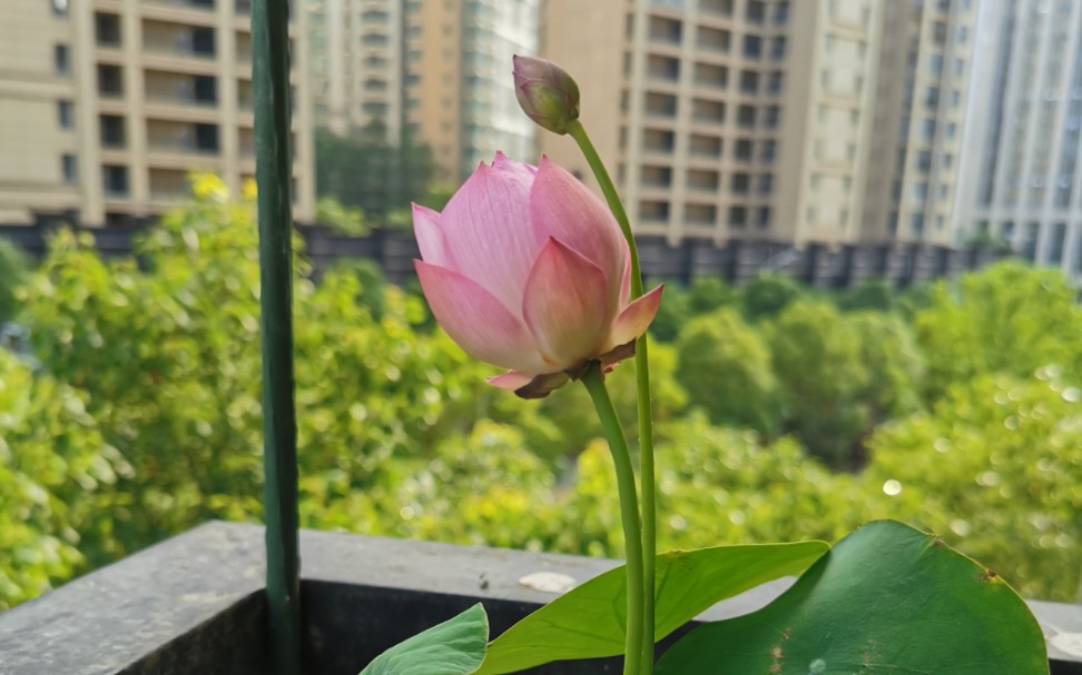 碗莲北极熊圆锥绣球