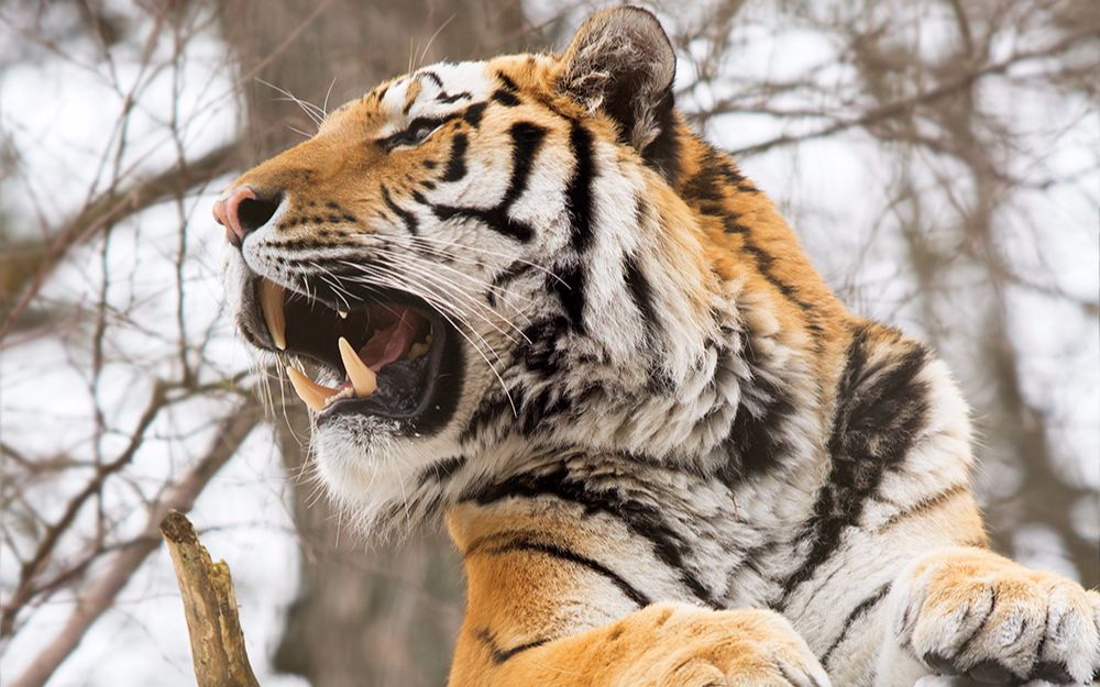 西伯利亚虎巨大的犬齿_哔哩哔哩 (゜-゜)つロ 干杯~-bilibili