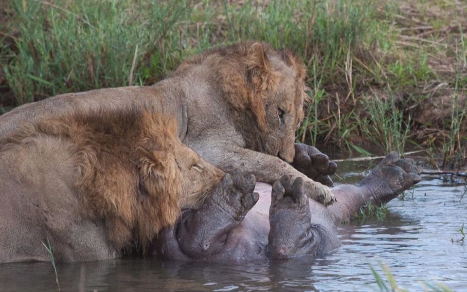 狮子大战河马合集