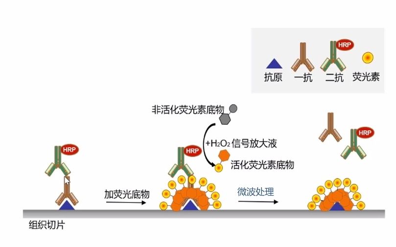 核黄素荧光现象原理图片