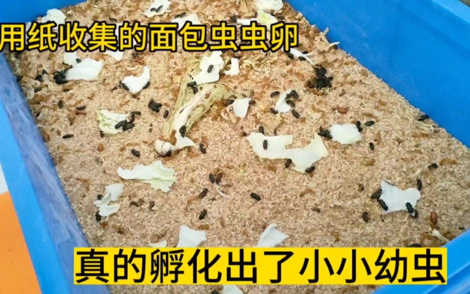 用废纸收集的面包虫虫卵,真的孵化出了小幼虫哔哩哔哩bilibili