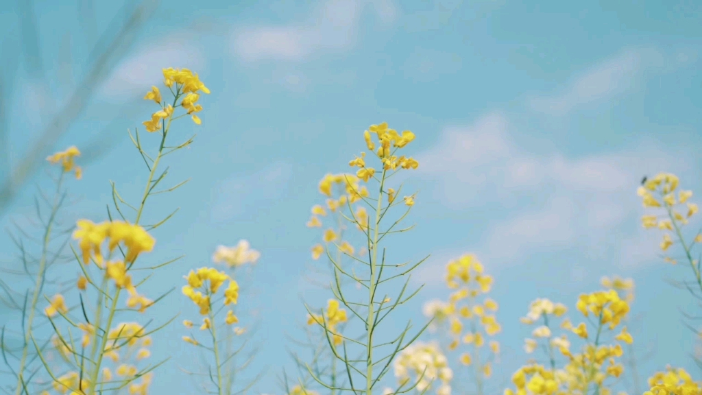 [图]万头攒动火树银花之处不必找我。 如欲相见，我在各种悲喜交集处，能做的只是长途跋涉的归真返璞——木心《琼美卡随想录》