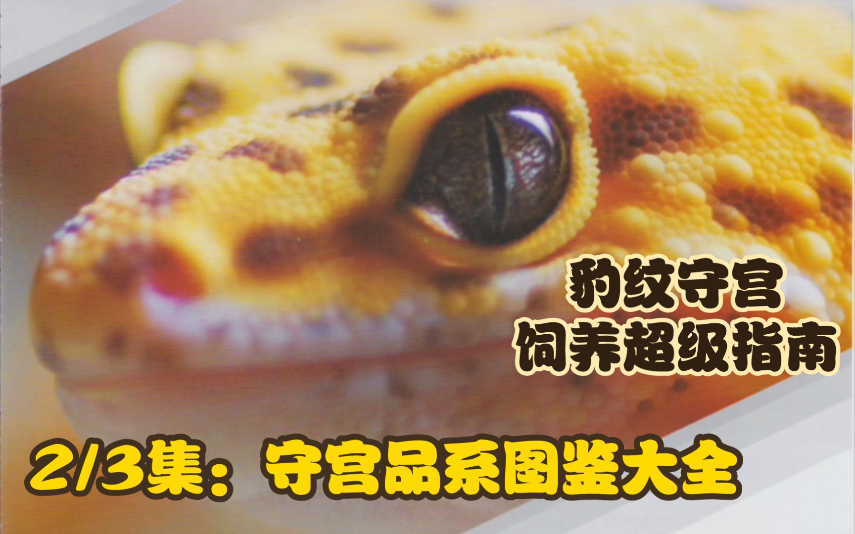 豹纹守宫饲养超级指南|从新手到大神版|2/3集:守宫品系图鉴大全