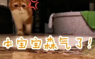 Video herunterladen: 【加菲】在浴室里哀嚎自带回音