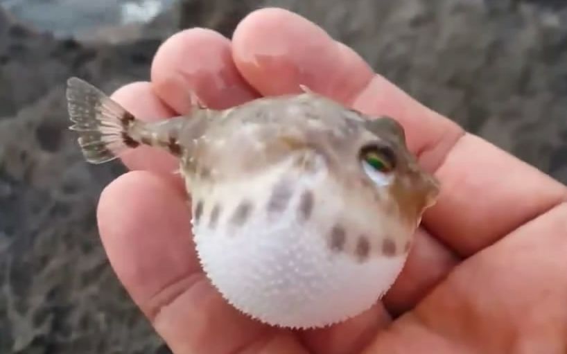 海边逮到小河豚超级可爱像玩具一样