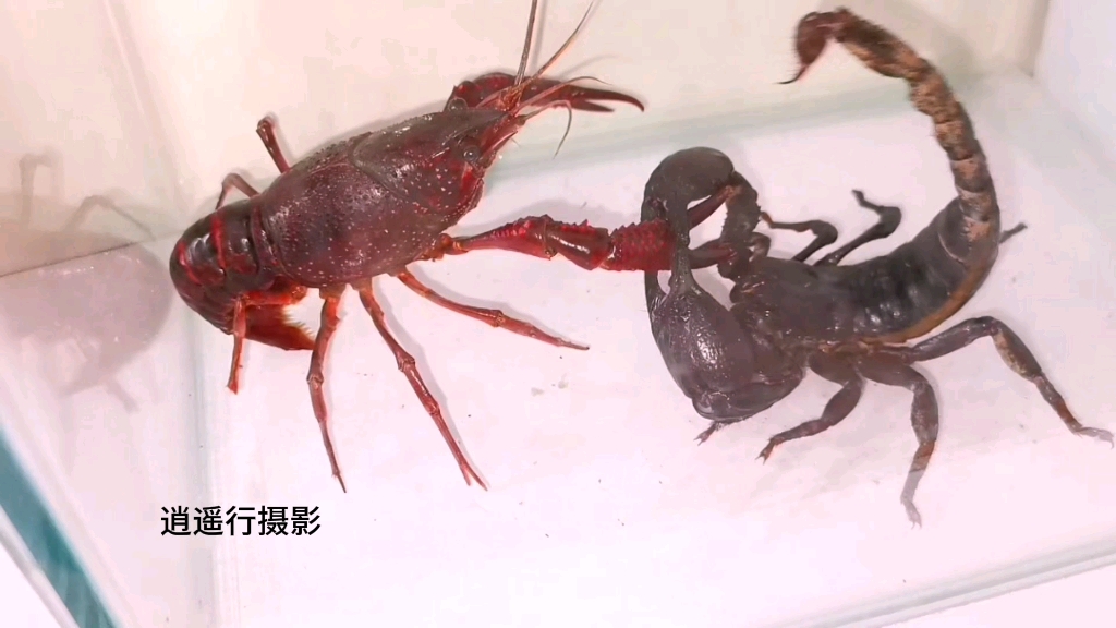 雨林蝎vs小龙虾,一场势均力敌的精彩战斗.