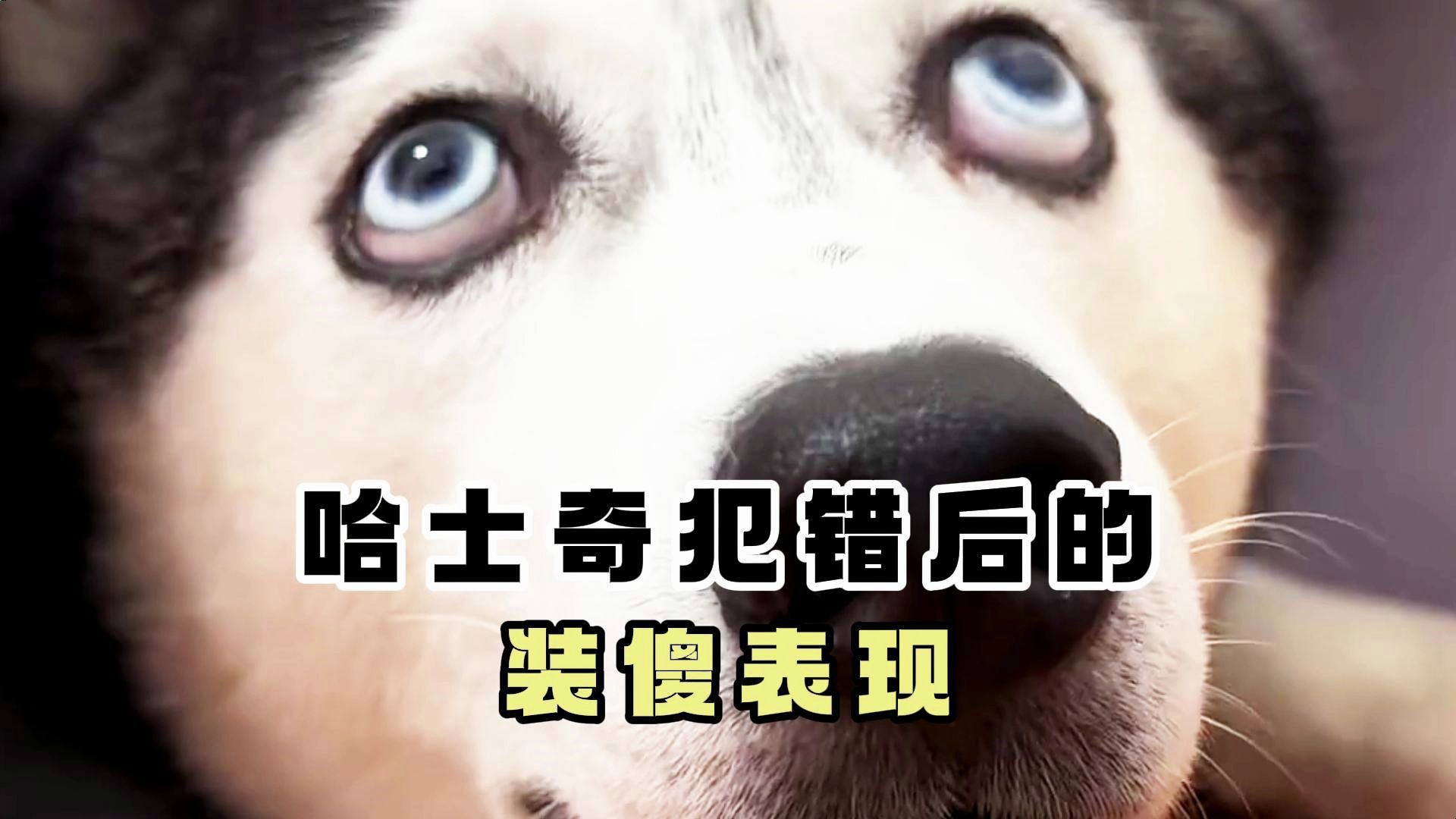 哈士奇犯错后的装傻表现,你知道吗?