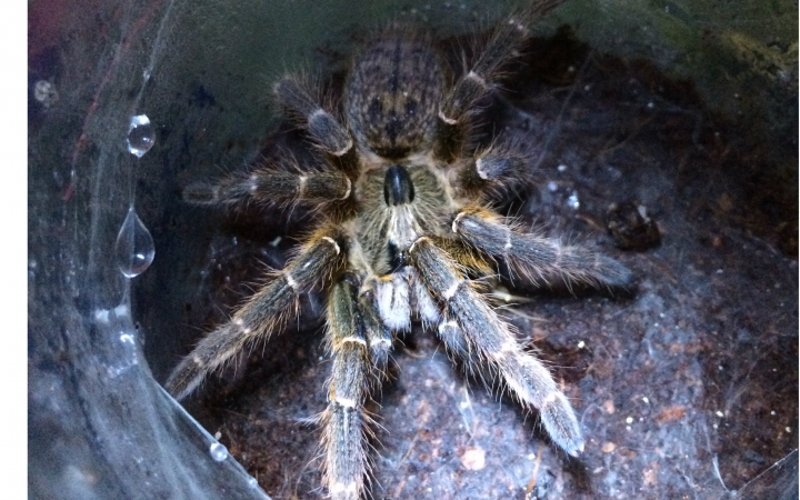 【晨总】斜角巴布蜘蛛的捕食日常