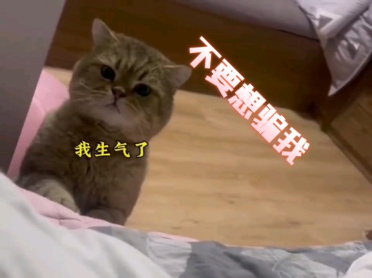 小猫咪搞笑日常合集.猫咪的迷惑行为 # 笑到肚子疼的猫视频 # 谁能拒绝傻憨憨的小猫咪 # 萌到爆炸了哔哩哔哩bilibili