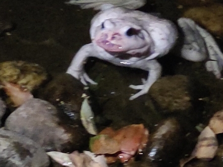 小区池塘里发现一只白色青蛙