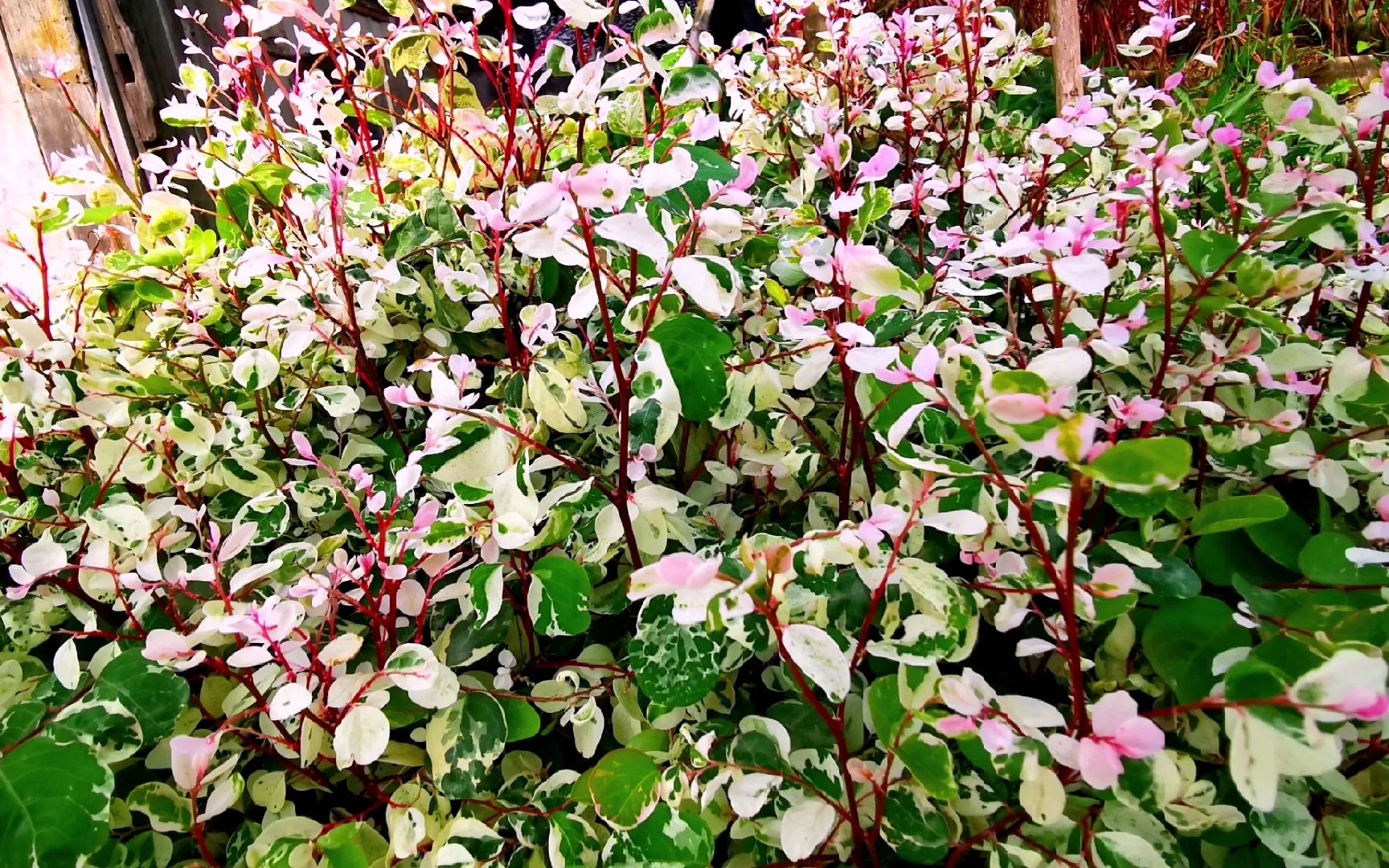 河源龙川雅帆苗木基地园林景观绿化工程地被草皮精品苗