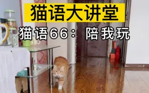 Descargar video: 大声播放猫语“陪我玩”，你家猫就会主动过来陪你！