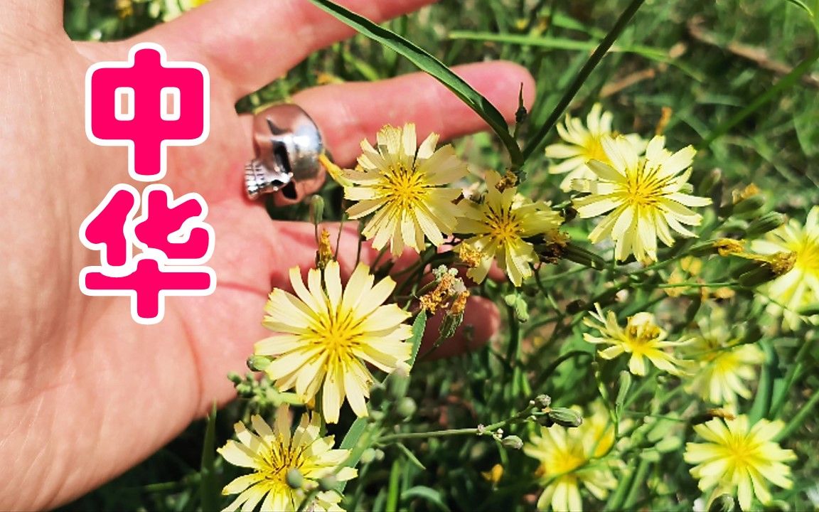 022【中华苦荬菜/苦菜】黄花,白花,一次凑齐【北京野花集】哔哩哔哩bilibili