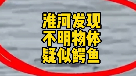 网友发视频说在蚌埠朝阳路淮河大桥附近拍到不明物体,疑似鳄鱼哔哩哔哩bilibili