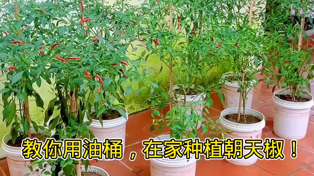 教你用油桶,在家种植朝天椒!哔哩哔哩bilibili