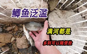 Tải video: 野外小河里鲫鱼多到泛滥，三两重的大板鲫随便捡，十分钟抓满一桶