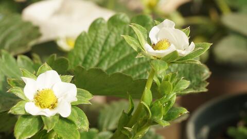 林檎小日子 No 3番茄草莓柠檬薄荷种植记录 哔哩哔哩