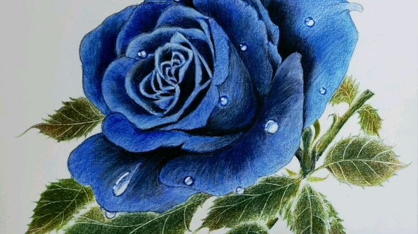 蓝色玫瑰彩铅图片