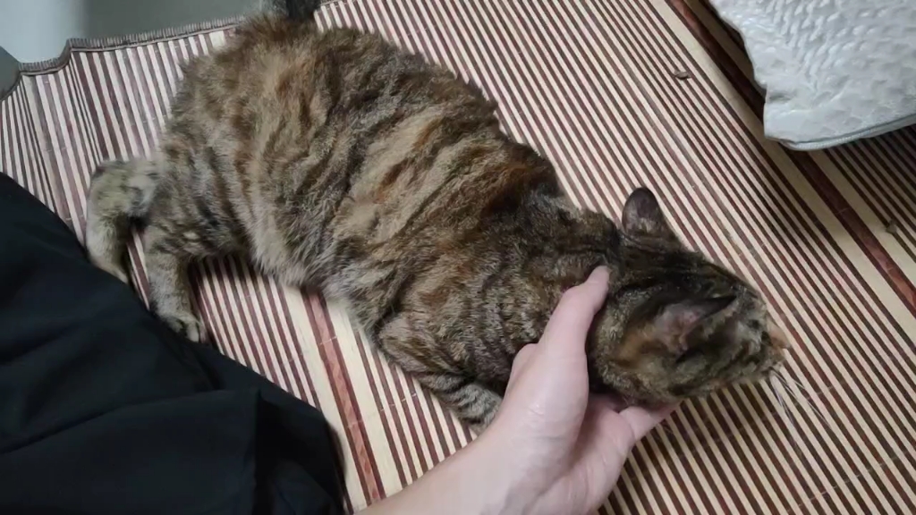 挑战逆撸猫,全网最乖的狸花猪