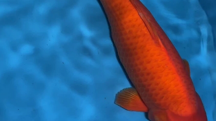 《锦鲤》精品红芥子,母鱼,66公分红红火火,一条体型粗壮,全红质地的红