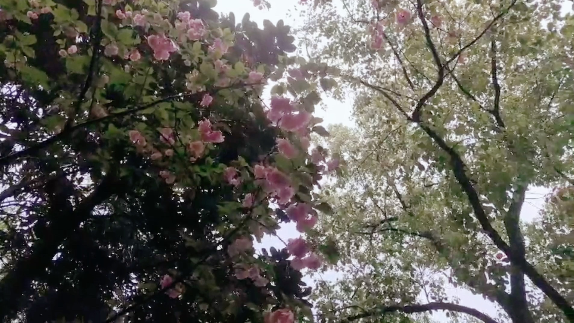 [图]在樱花树下听听下雨时的滴答滴答