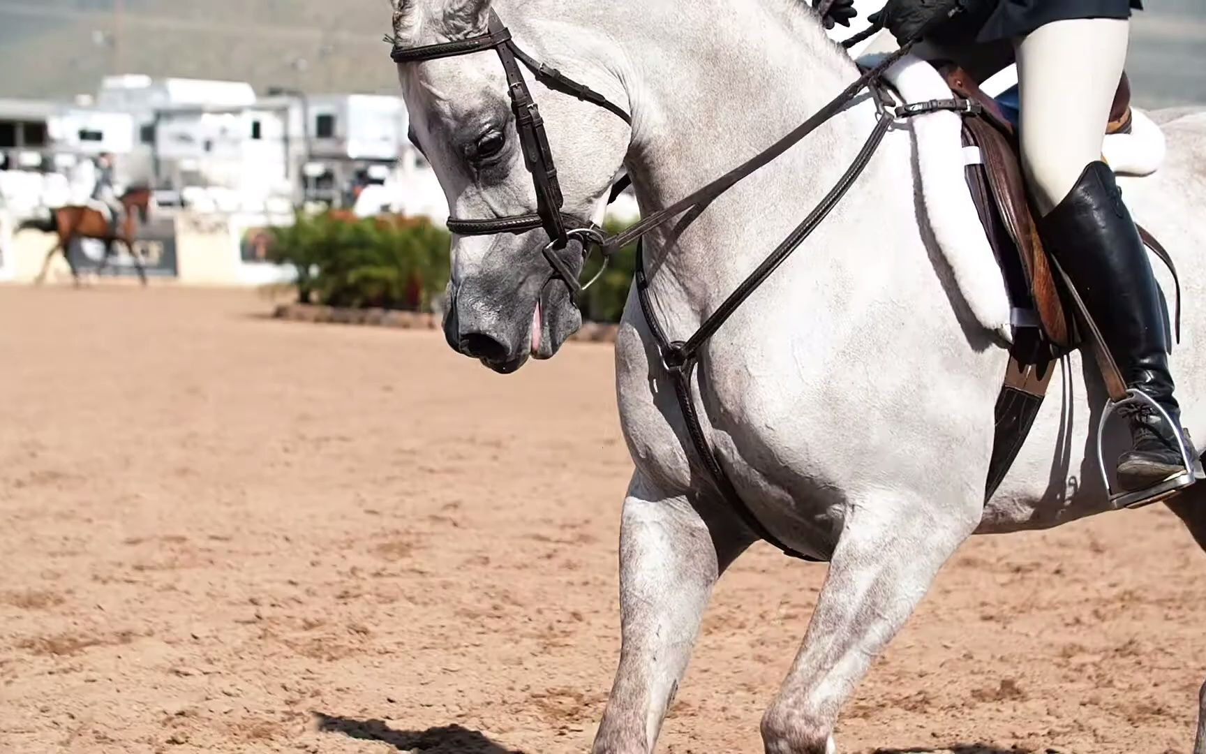 【2023 scottsdale】全球最大规模的阿拉伯马马展(2023年2月16-26日)