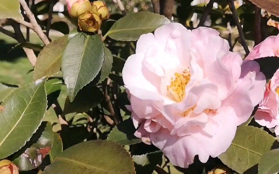 学校里的山茶花